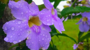 _Arthur Klipp Zenzeluk_Aluno_IA17_(1)