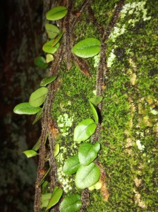 _Charles da Luz_Aluno_TSI19_Detalhes desapercebidos_