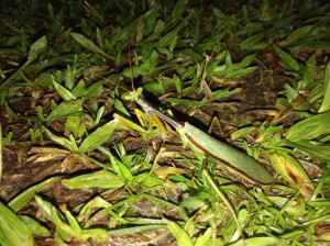 _Charles da Luz_Aluno_TSI19_Louva-Deus camuflado_