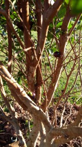 _Daniel Shikanai Kerr_Docente_Investindo no futuro._