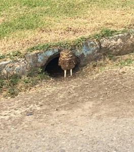 _Débora de Fátima Einhardt Jara_Docente_In_tocada_