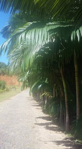 _Débora de Fátima Einhardt Jara_Docente_Olhares, lugares, caminhares_