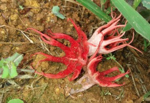 _Erick Scheuermann da Silva_Aluno_CA17_Dedos-do-diabo_