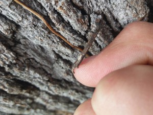 _Erick Scheuermann da Silva_Aluno_CA17_O bichinho da árvore_