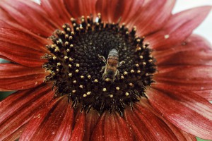 _Fernanda Grecillo_Aluno_CA19_Detalhes _