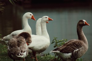 _Fernanda Grecillo_Aluno_CA19_Quack_