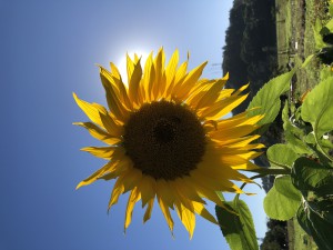 _Isabela Santana_Aluno_Ca17_