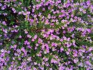 _Maria Angelica de Moraes Assumpção Pimenta_Técnico_Small flowers - Um encanto lilás!_