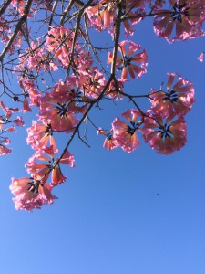 _Maria Berlim_Aluno_CA17_Se olhar bem, verás a abelha. _