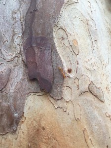 _Maria Helena Adriano_Aluno_IA18 - Informática_A beleza está nos detalhes ocultos. (ADRIANO, Maria 2019)_