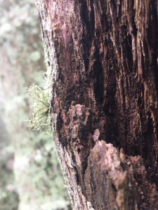 _Maria Helena Adriano_Aluno_IA18, Informática_A minuciosidade esquecida na esbelta natureza.(ADRIANO, Maria 2019)_
