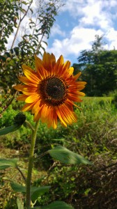 _Mayra Vidia Machado Vieira_Aluno_CA18_Mesmo sabendo que tem pouco tempo, o girassol decidiu viver da forma mais bonita possível_ (autor desconhecido) _