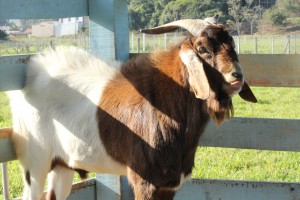 _Regina C.S. Eisfeld_Técnico_Ah se eu te pego!_