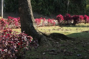 _Regina C.S. Eisfeld_Técnico_Raízes._