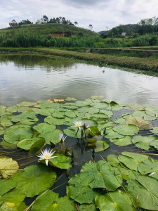 _Yasmin Wachholz _Aluno_CA17_Nymphaea inesperada._