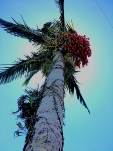 _Yasmin Wachholz_Aluno_CA17_Alegrias no caminho de casa._