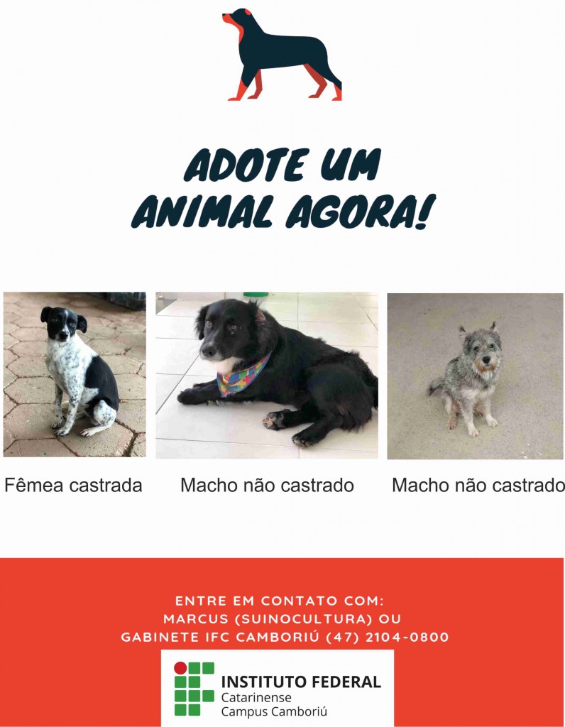 Cachorros adoção IFC Camboriú